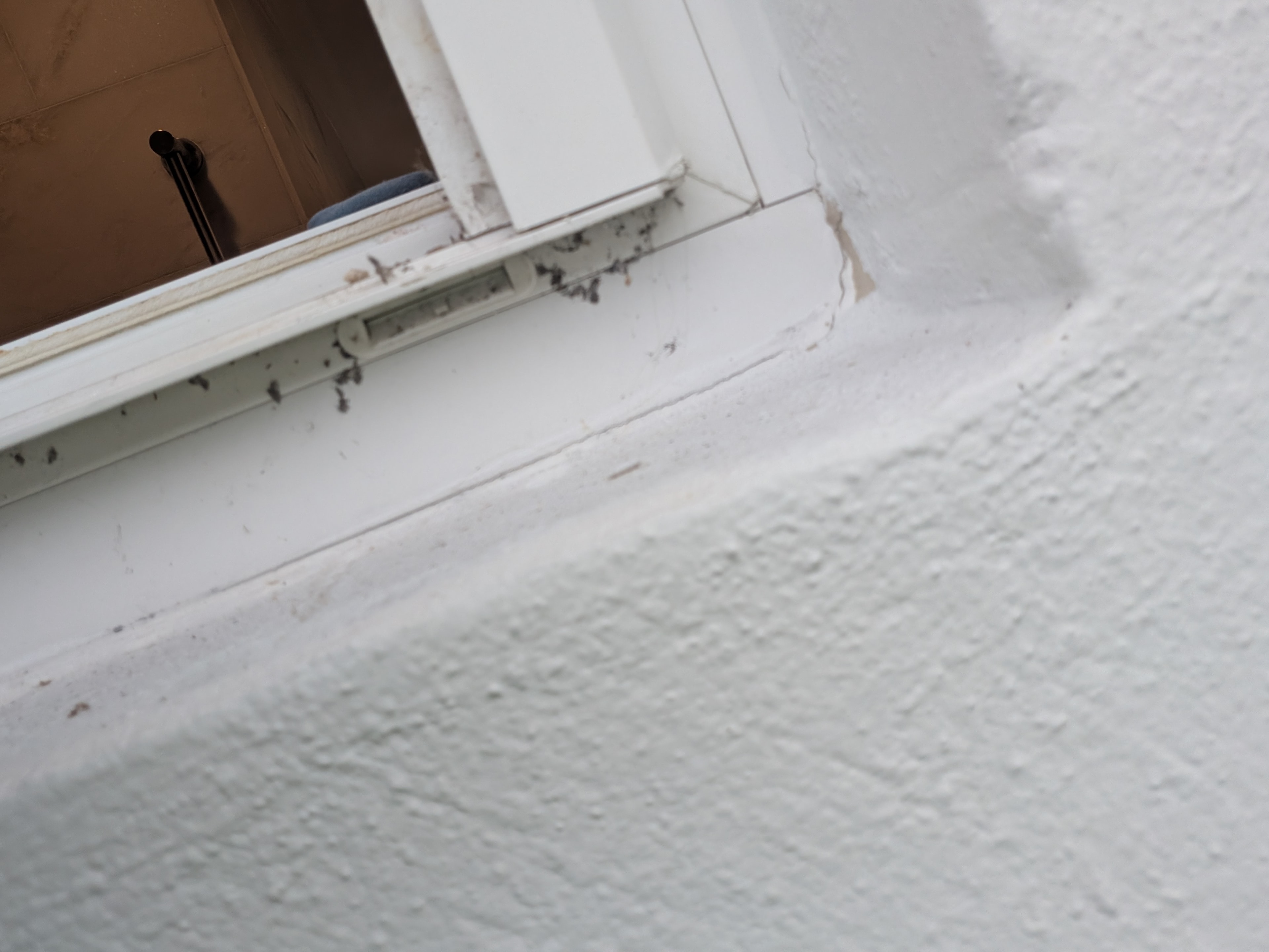 Insects on window frame — pest inspection